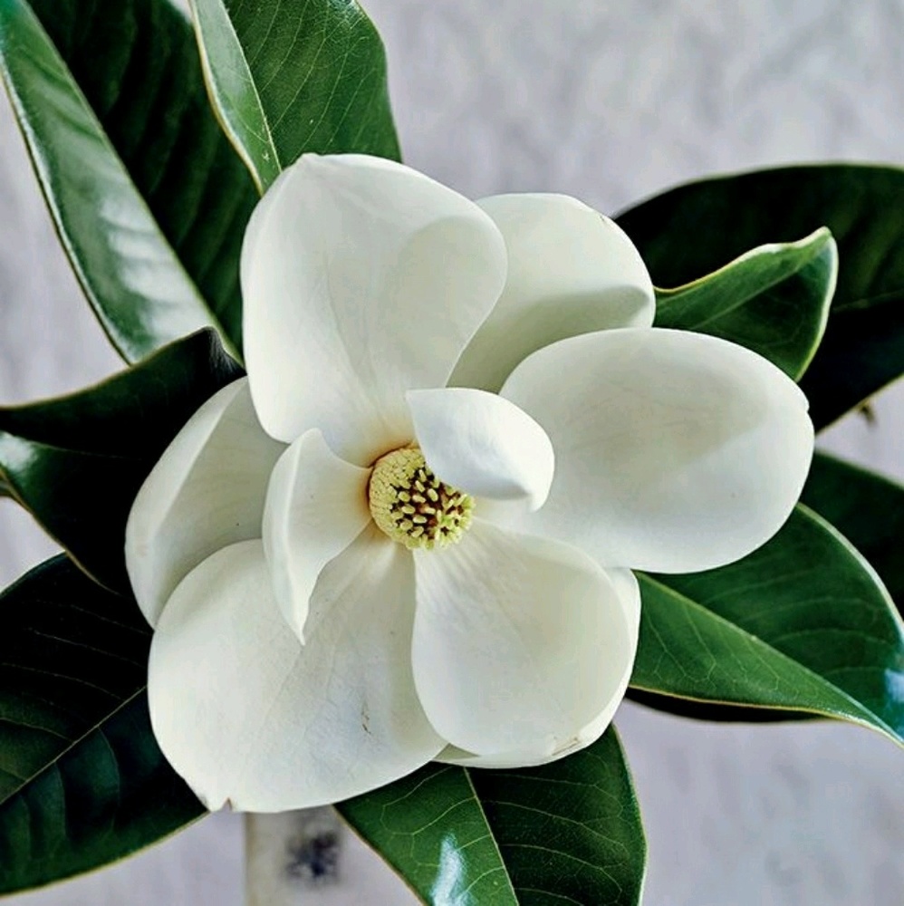 Meet your Posher, Magnolia